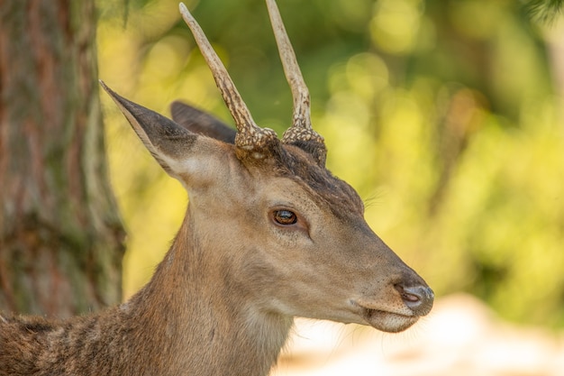 A small or young male red deer with undeveloped horns in the wild.