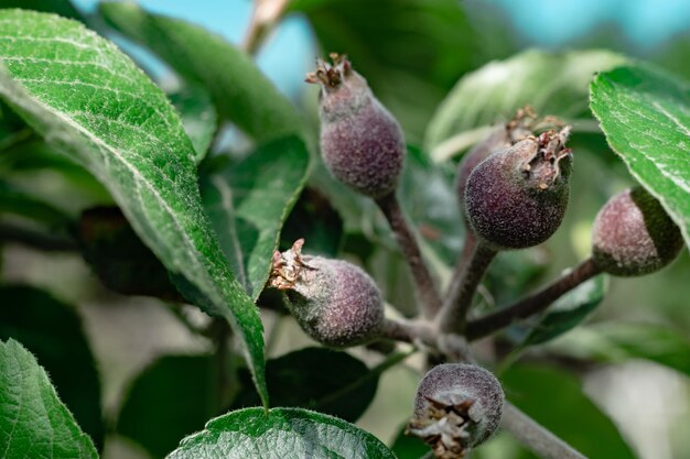 Small young pears growing on a tree background