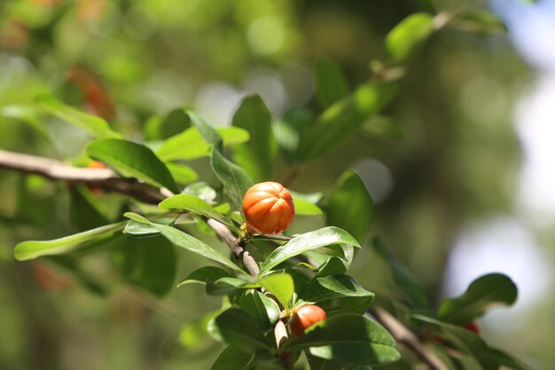 Piccoli giovani sfondi di frutti di melograno