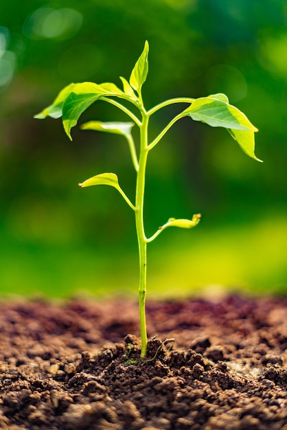 Small young sprout growing  in the soil in garden