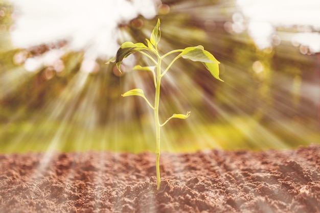 Small young sprout growing  in the soil in garden