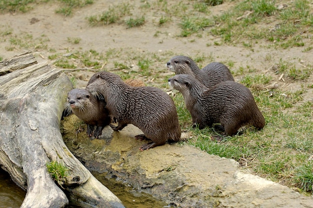 SmallClawed Otter Aonyx cinerea