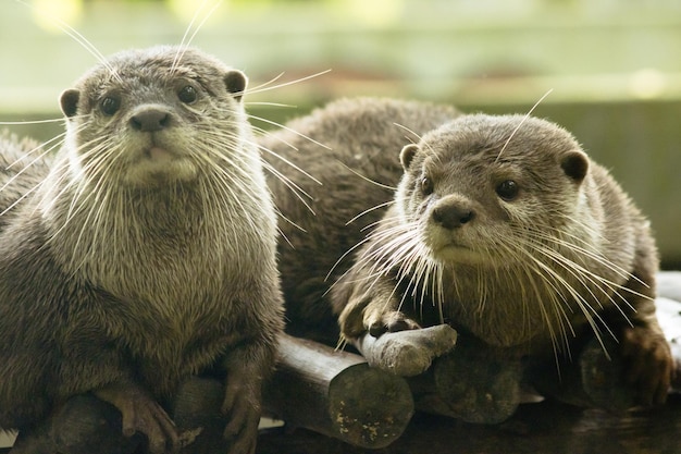 The smallclawed otter is the smallest otter in the worldxAxA