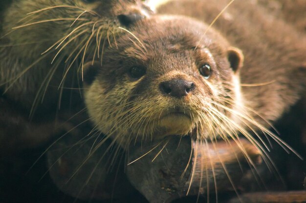 丸太の上に横たわる小さな爪のカワウソ