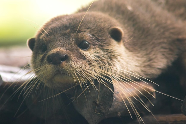 丸太の上に横たわる小さな爪のカワウソ