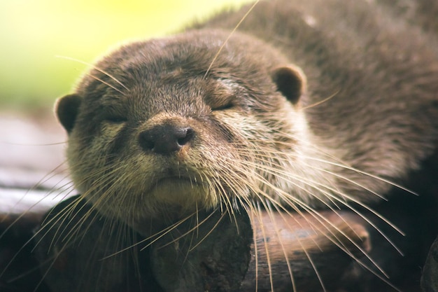 Lontra dai piccoli artigli sdraiata sul tronco