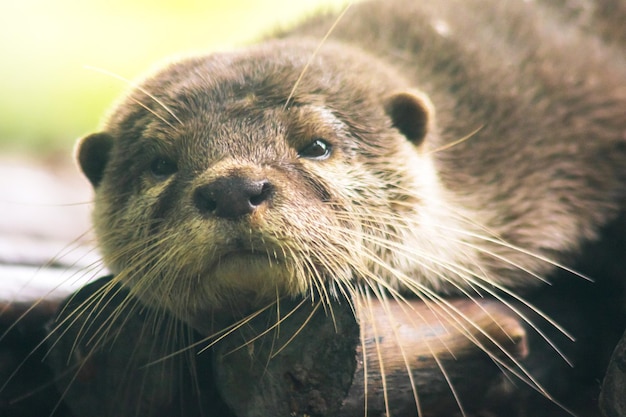 丸太の上に横たわる小さな爪のカワウソ