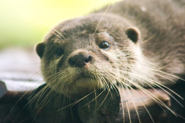 丸太の上に横たわる小さな爪のカワウソ