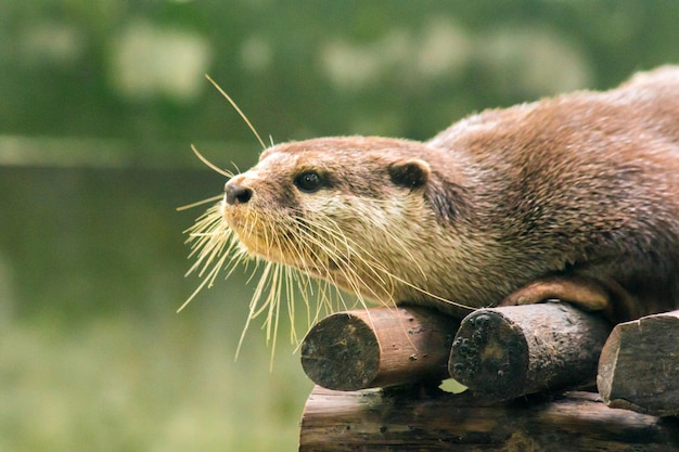 丸太の上に横たわる小さな爪のカワウソ