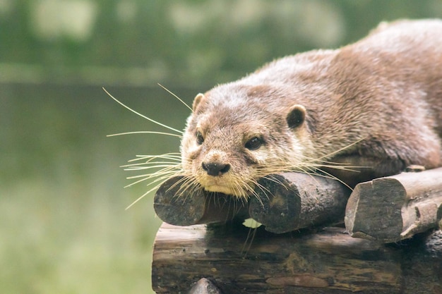 丸太の上に横たわる小さな爪のカワウソ