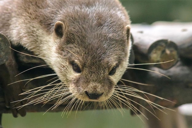 Smallclawed otter lying on the log