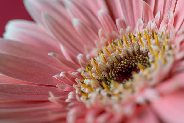 Smalle focus close-up van roze gerber bloem