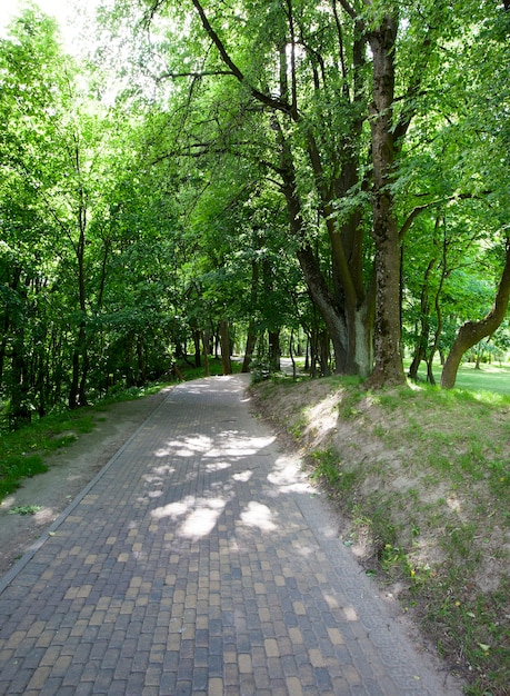 Smalle weg voor, geplaveid met kasseien in het bos, groene loofbomen in het zomerseizoen