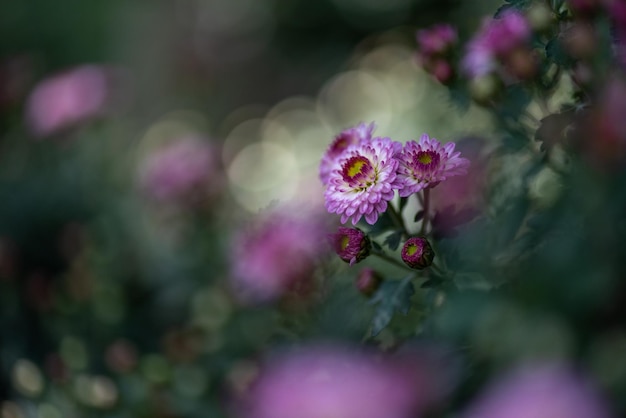 The smaller purple chrysanthemums in the park are against a dark green background