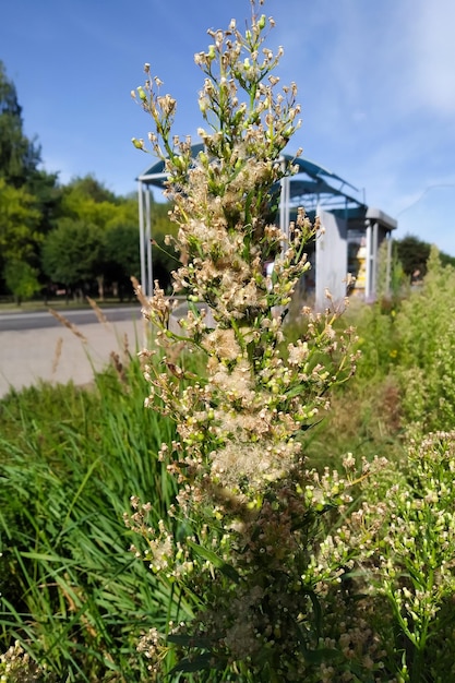 Smallpetaled canadian against a bright blue sky