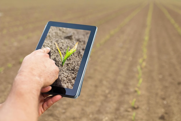 스마트 농업. 태블릿을 사용하는 농부. 식물에 대한 서리 피해.