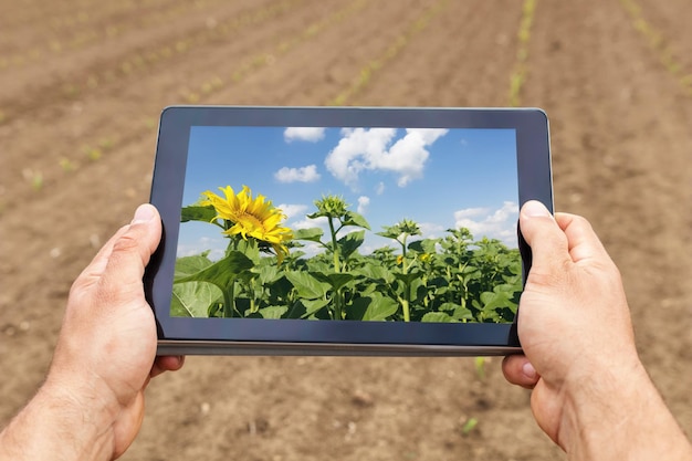 Smart agriculture. Farmer using tablet sunflower planting. Modern Agriculture concept.