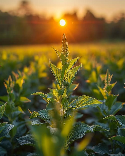 Smart Agriculture Sensors Detecting Early Signs Wallpaper