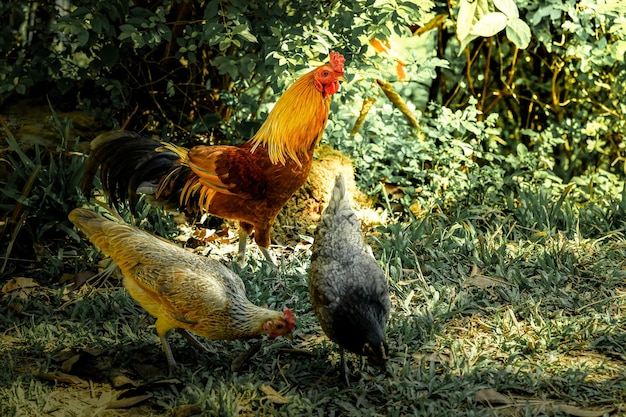 芝生の床で食べ物を見つける2羽の鶏がいるスマートな壷