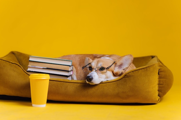 Smart cute welsh corgi pembroke in glasses lying in dog bed with stack of book and paper cup of coffee on yellow studio background most popular breed of dog advertising concept