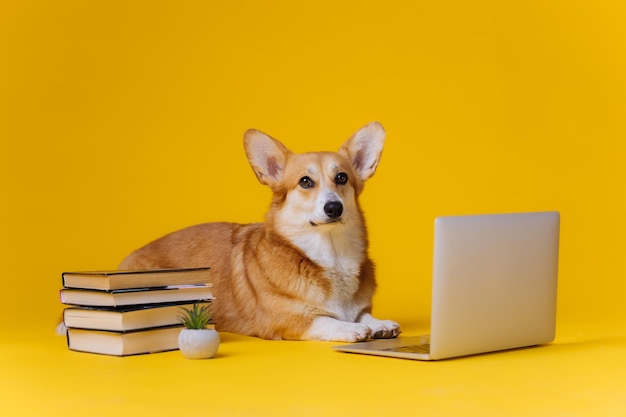 노트북과 책더미가 있는 똑똑하고 귀여운 웨일스 코기 펨브로크가 노란색 스튜디오 배경에서 가장 인기 있는 개 종에 대해 공부하고 있습니다.