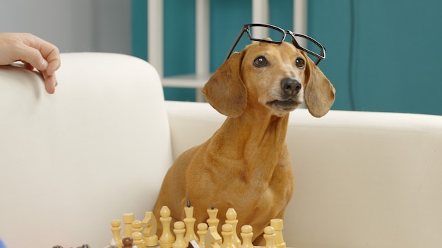 smart dachshund with glasses plays chess trained dog