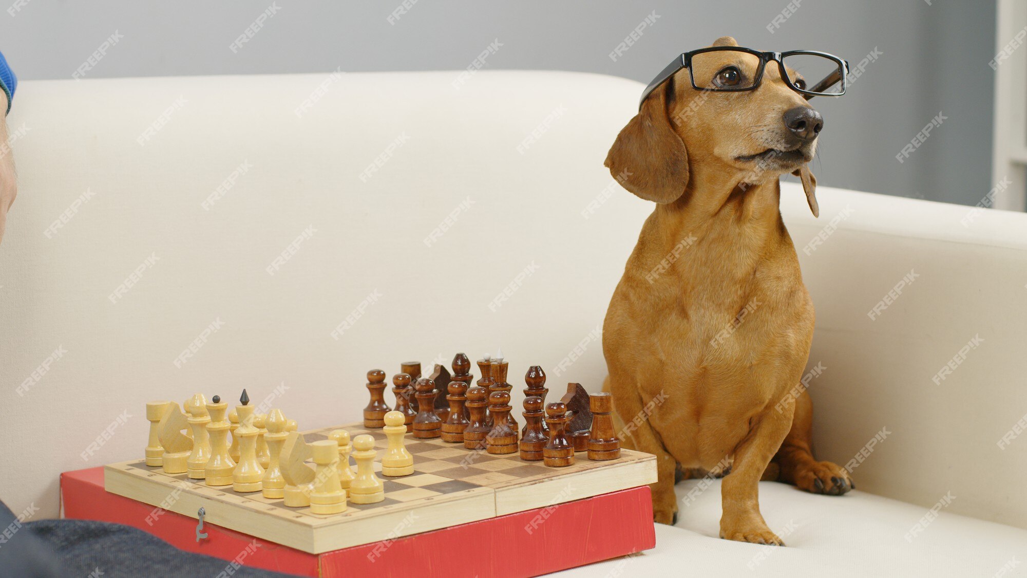 Dog Playing Chess