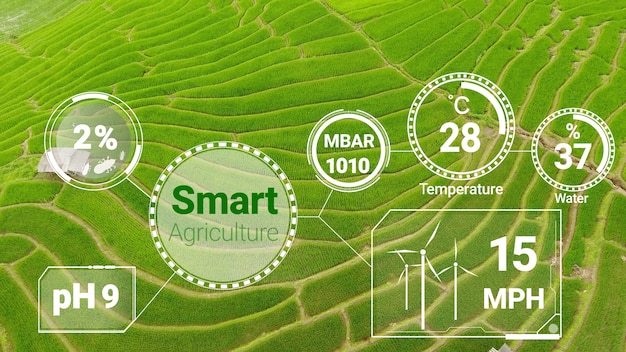 Smart digital agriculture technology by futuristic sensor data collection management by artificial intelligence to control quality of crop growth and harvest. Computer aided plantation grow concept.