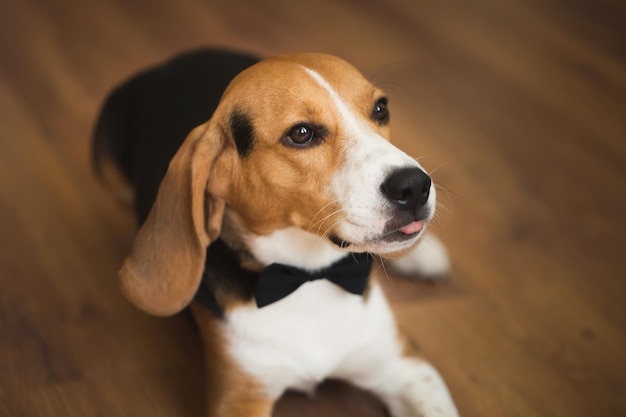 A smart dog in a bow tie at a wedding