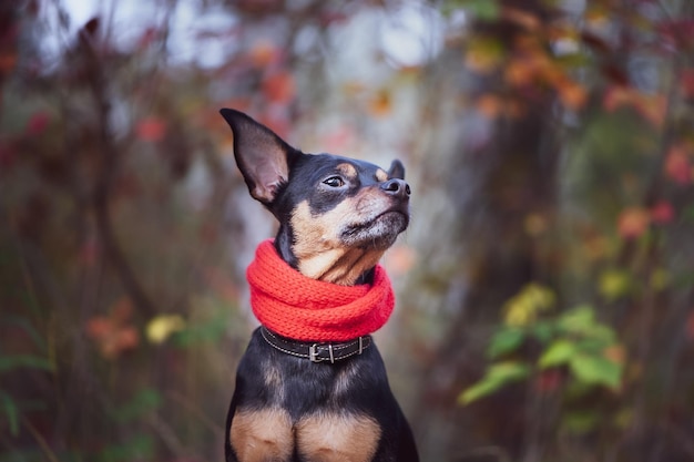 Smart dog terrier with ideal data stands in the autumn forestWearing a red scarf Picturesque portrait of a dog