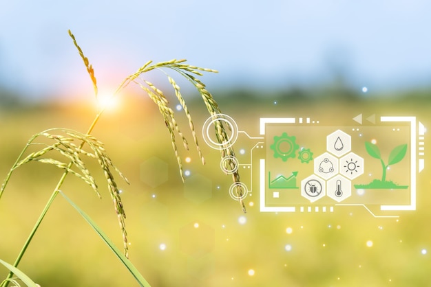 Smart Farm Aard van padieveld op rijstveld