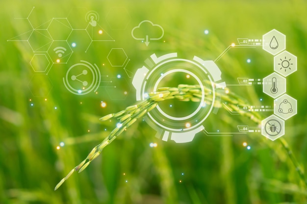 Smart Farm Aard van padieveld op rijstveld