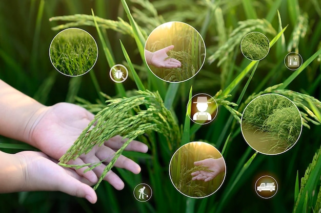 Smart farm, tecnologia agricola e agricoltura biologica i ragazzi tengono le spighe di riso e usano il cellulare