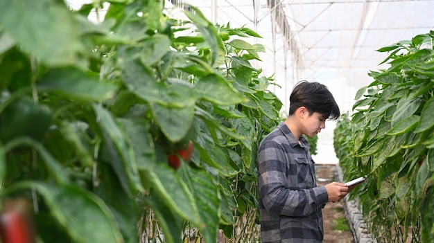 Smart farmer using digital tablet for checking quality of sweet pepper. 