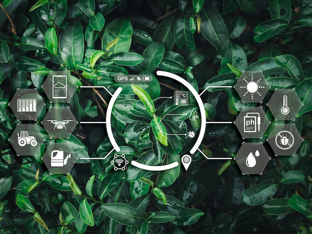 스마트 농업 농업 변환 기술 개념: IOT 요소 아이콘의 디지털 사이버 디스플레이는 농업 농장 배경에서 유기농 녹색 차 잎에 나타납니다.