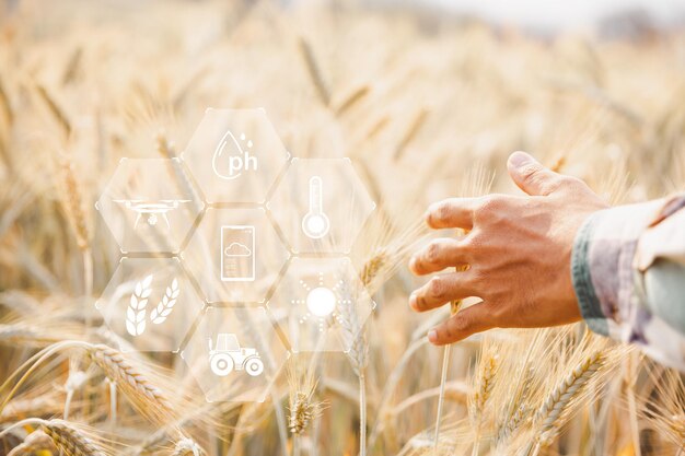 Smart farming concept Farmer with technology digital tablet on background of wheat field Professional farmers use internet of things IOT computers system to manage farms agriculture modern idea