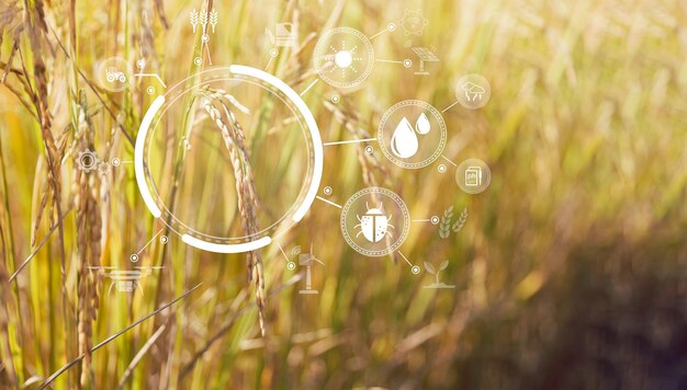 Smart Farming met Internet of Things IoT-concept Landbouw en moderne technologie worden gebruikt om gewassen te beheren Analyse van inzichten zoals weersomstandigheden, bodemgesteldheid en milieugewas rijstveld