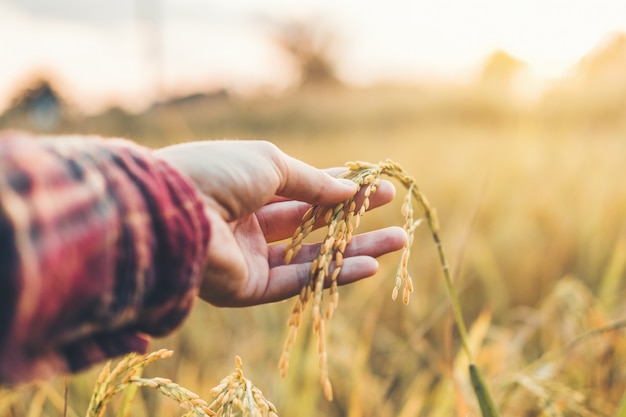 Agricoltura intelligente e agricoltura biologica donna che studia lo sviluppo delle varietà di riso