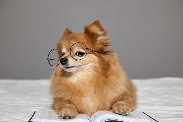 Photo smart little dog poses for camera with glasses and book pretends to book reader