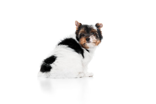 Умное домашнее животное студийное изображение милого маленького щенка йоркширского терьера бивера, позирующего над белым