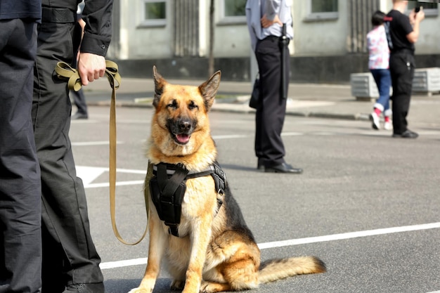 Foto cane poliziotto intelligente seduto all'aperto