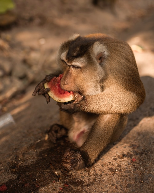 A smart redhead monkey sits on the ground and eats a juicy red watermelon.