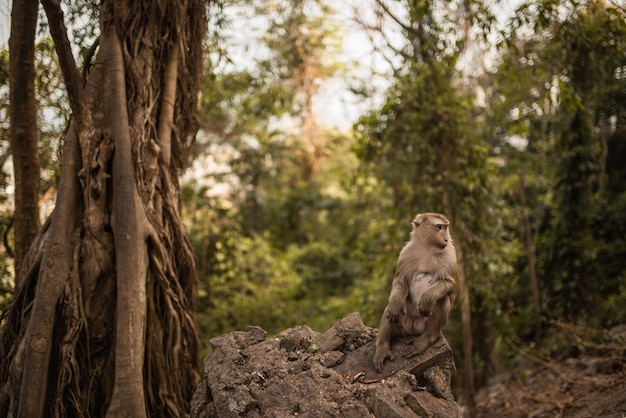 A smart redhead monkey sits on the ground and eats a juicy red watermelon