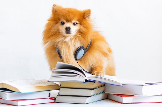 Smart, serious dog Pomeranian spitz listening audiobook using headphones, earphones