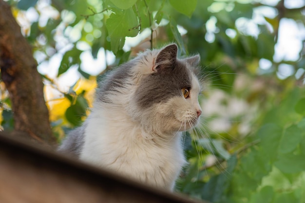 夏の日に金属フェンスの上に横たわる賢い熟練した猫美しい子猫が金属フェンスの上に座って休んでいます