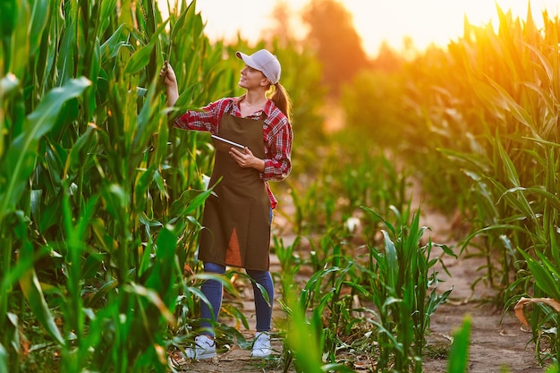 Smart woman farmer agronomist using digital tablet for examining and inspecting quality control of produce corn crop. Modern technologies in agriculture management and agribusiness