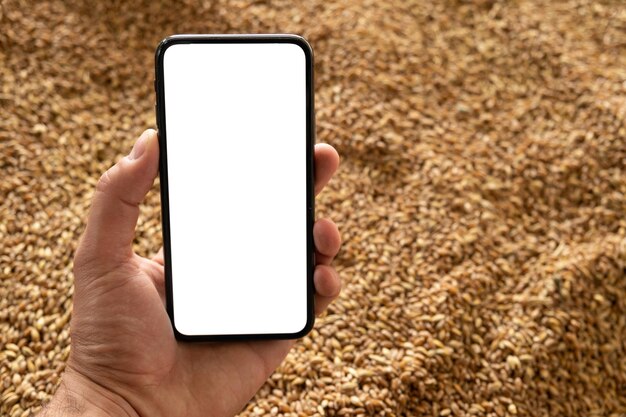 Smartphone in hand on the background of harvested grain