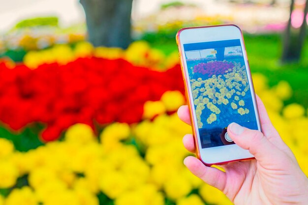 Smartphone in woman's handing taking picture of beautiful tulip field in the park spring tulip blos