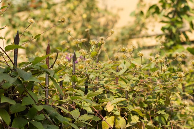 Smeedijzeren hek en groene bladeren van planten