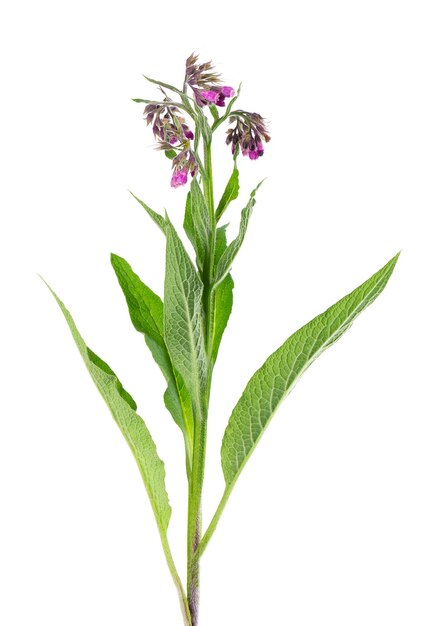 Smeerwortel struik met bloemen geïsoleerd op een witte achtergrond Symphytum officinale plant Kruidengeneeskunde Uitknippad